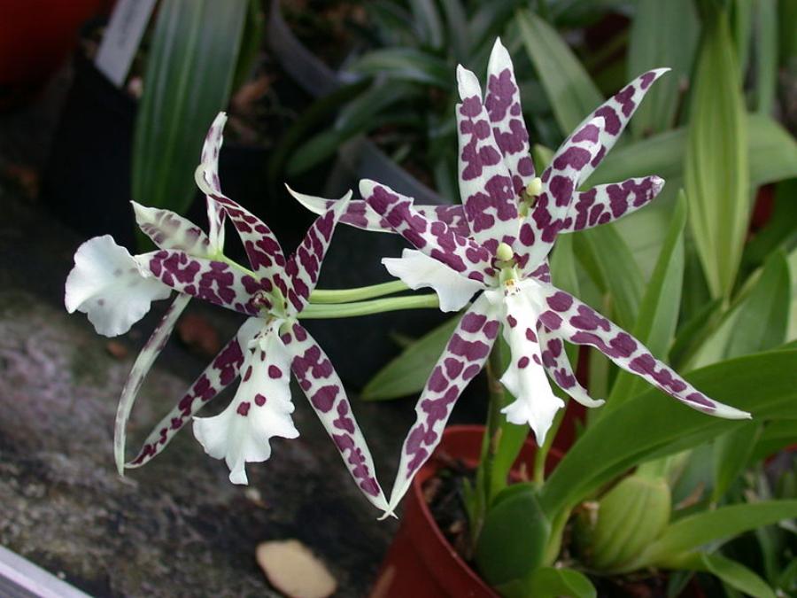 cultivo de Oncidium
