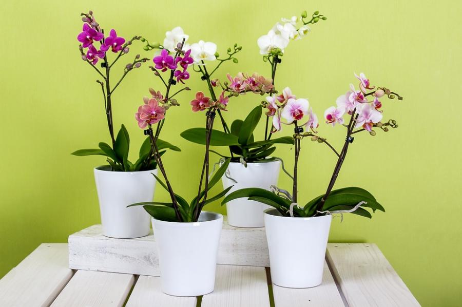 transplantar uma orquídea Phalaenopsis