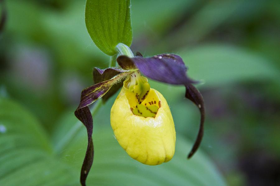 Top 10 orquídeas mais raras do mundo