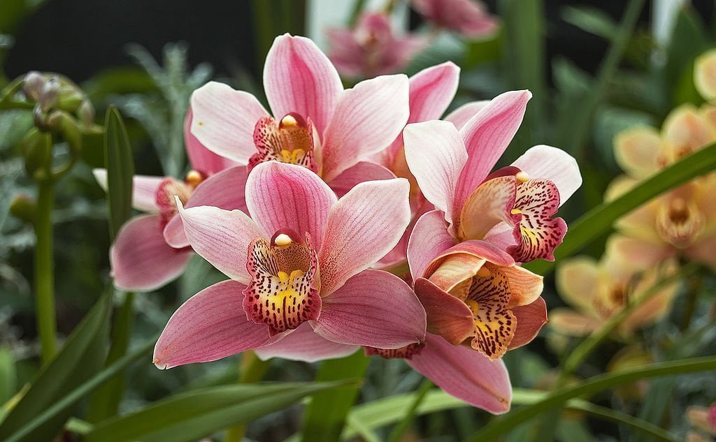 orquídeas no inverno